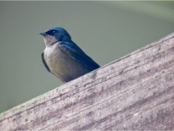 Brown-bellied Swallow